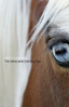 The Horse with One Blue Eye